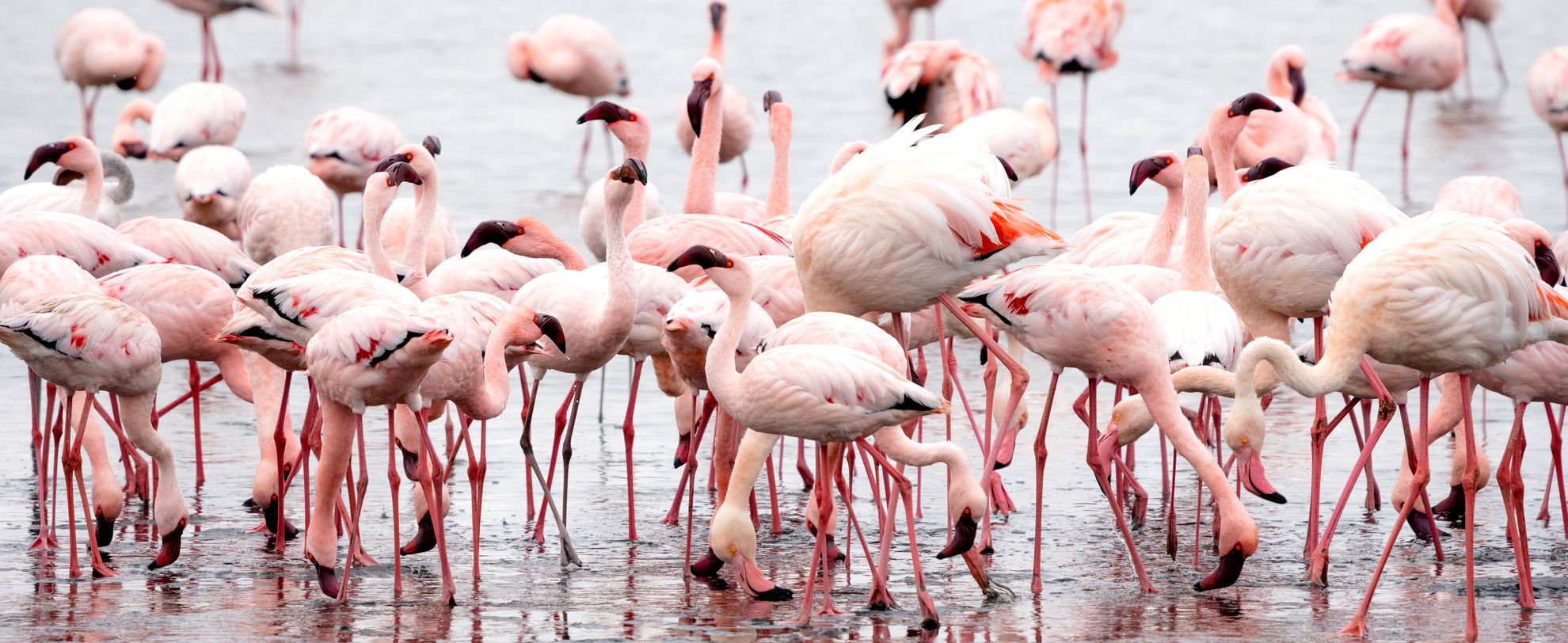 ship-to-quay bagging